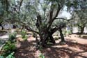 09  1000 year-old-olive tree in Garden of Gethsemane, Jerusalem