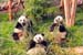 11Three Pandas Posing