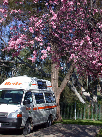 DSCN8394 Under the Cherry Tree--Camping in Cowra