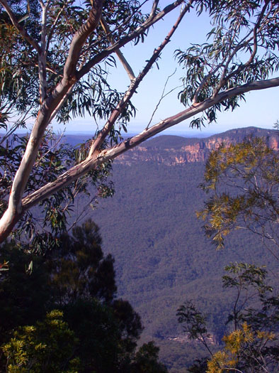 DSCN3661 Low Light on Eucalyptus