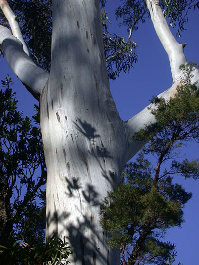 DSCN3677 Proud Eucalypt