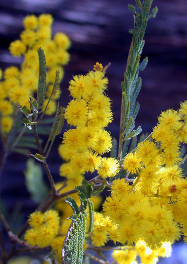 DSCN3724 Yellow Blossoms