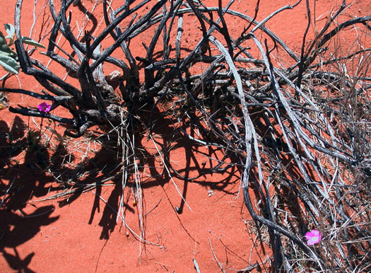 DSCN8676 Dual Flowers against Stark Desert