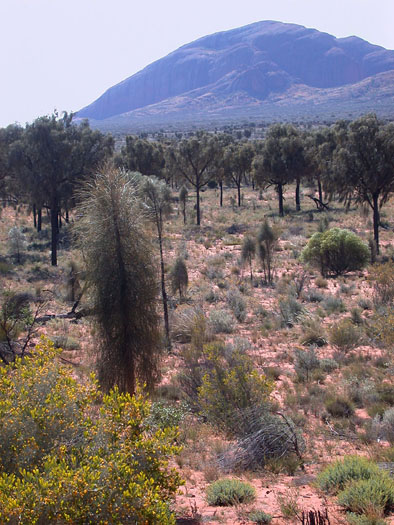DSCN8677 Approaching the Olgas