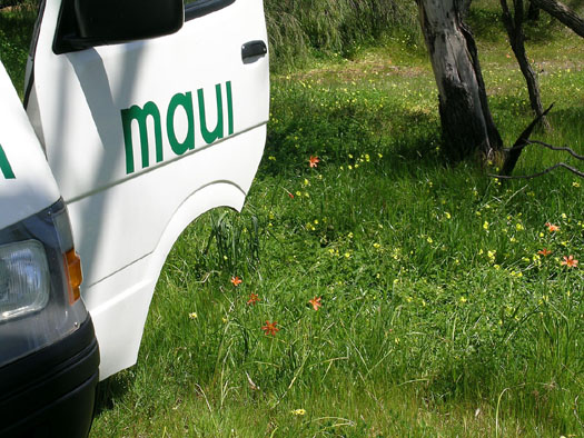 DSCN8849 First wildflower stop south of Perth