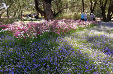 DSCN9278 Fields of pink and blue