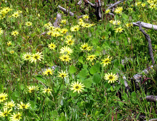 DSCN8910 Wild Profusion of Yellow Daisies