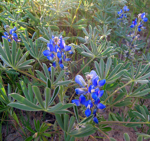 DSCN8928 Wild Lupines