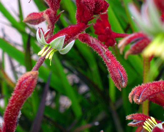 DSCN8963 Australian Native Plant