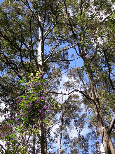 DSCN9016 Climbing Purple Vines