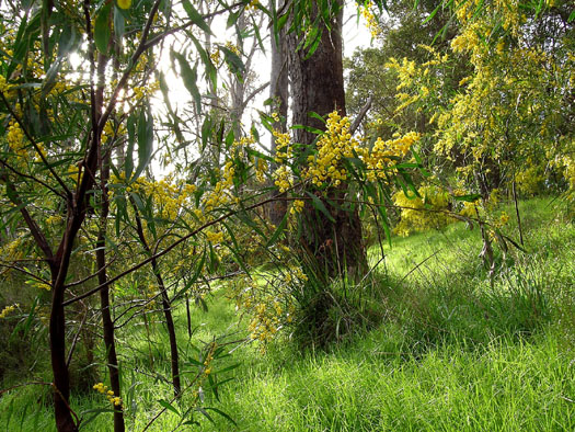 DSCN9099 Hiking Nannup