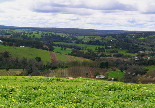 DSCN9132 Flowers, Vineyards and Farms