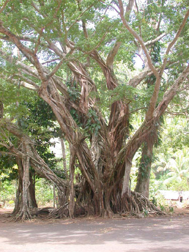 DSCN6786 The Village BanYan Tree