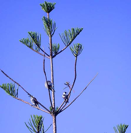 11 Three birds in branches