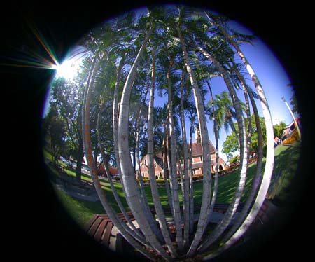 12 Bamboo Clump with Church Fisheye LgPrint