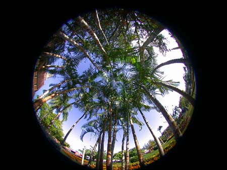 13 Trees Praying -- Fisheye