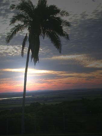 22 Palm on Hummock Hill