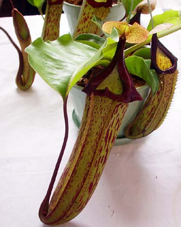 4 Pitcher Plants