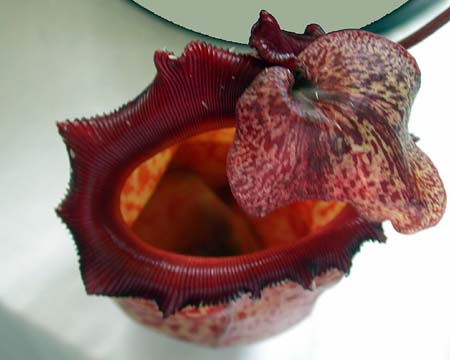 5 Red Pitcher Plant Close-up