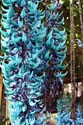 14 Teal & purple flower, Highlands