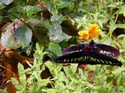 18  Double Butterflies