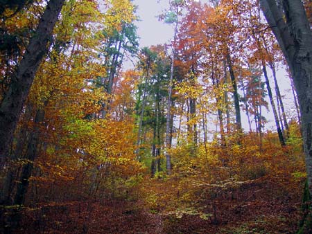 Autumn Colors