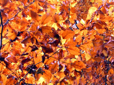Autumn Leaves
