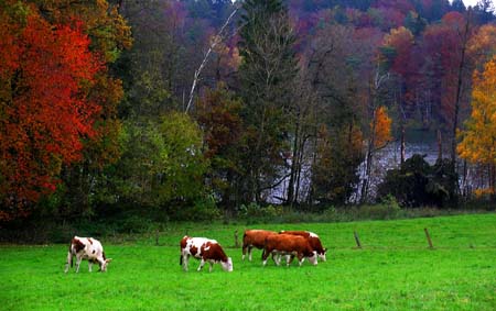 Cows Grazing near Lake