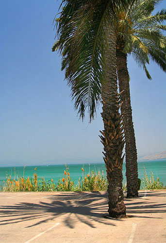 36 Israel. Twin palm trees overlooking the Galilee