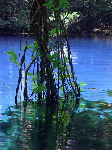 DSCN7944The Forest River BlueHole