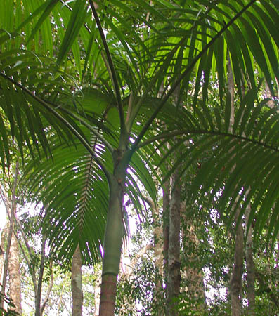 005 Umbrella Ferntree