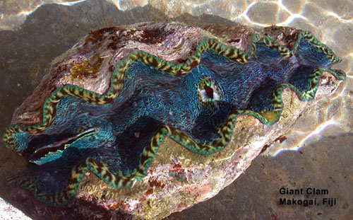 DSCN5343 Giant Clam Makogai Fiji