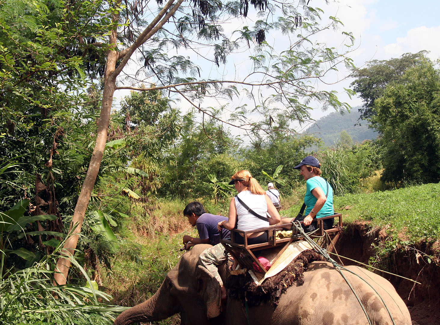 22 Elephant feeding break