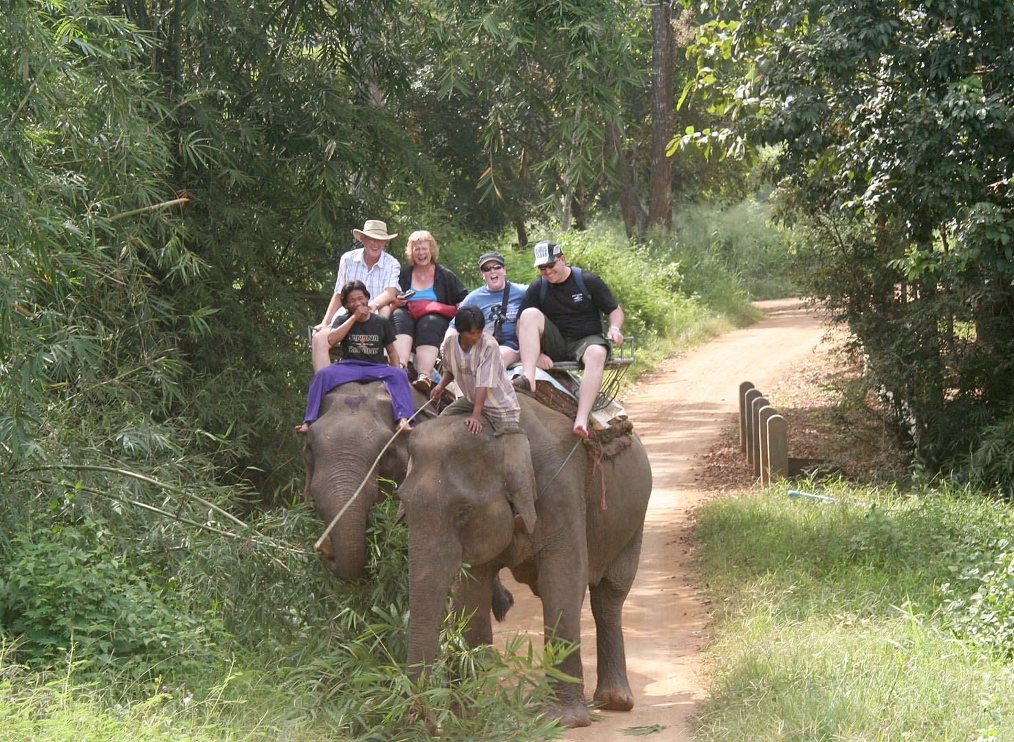 26  Two elephants stop to eat