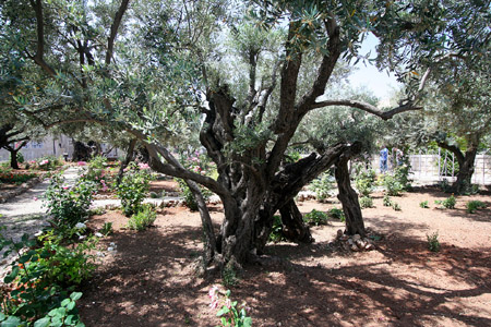 09  1000 year-old-olive tree in Garden of Gethsemane, Jerusalem