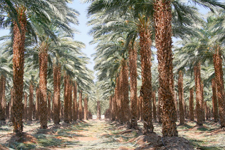 14 Date Trees in  Israel, the land of milk and date honey