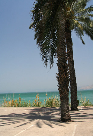 28 Twin palm trees overlooking Galilee from the Golan Heights, Israel