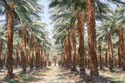 14 Date Trees in  Israel, the land of milk and date honey