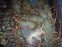 05 Lobsters in tank