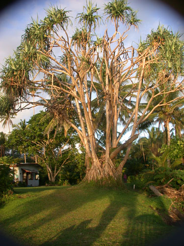 DSCN5524 Banyan at Dusk