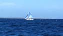 03 Fishing Boat with Sails