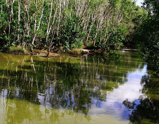 Can you find the Croc