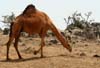10 Foraging Camel