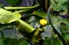 06 Lone Water Lily Bud