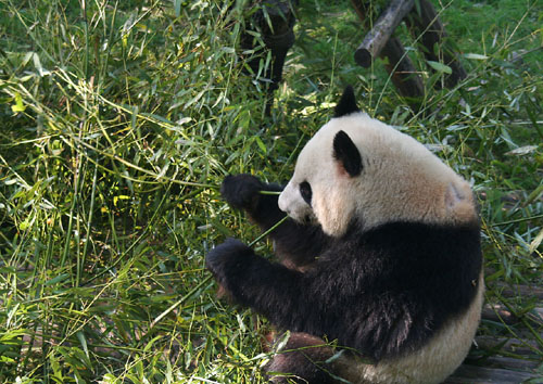 04 Two-fisted bamboo eater