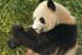 05 Panda CU