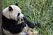 06 Happy Panda Against Tree