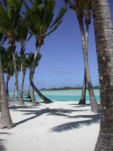 DSCN8175PalmsandShadowsonWh