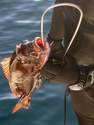 Portrait of a Sweet Lip