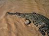 08 Croc begins to swim toward the boat